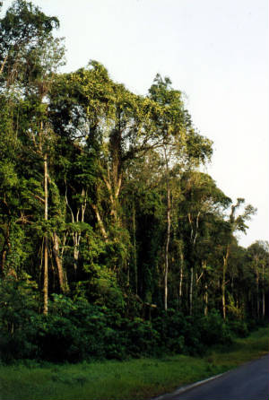 labelleforet.jpg